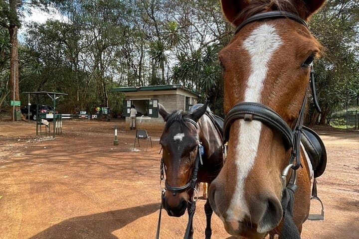 Nairobi Horseback Experience at Kitusuru Dam