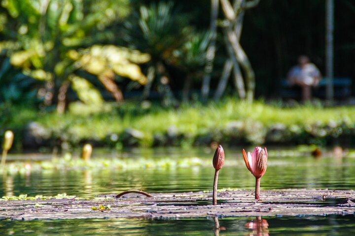 Jeep'n'Green: Rio Botanical Garden and Tijuca Rainforest Tour
