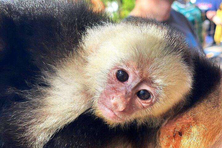 Sloth and Monkey Sanctuary Excursion in Roatan