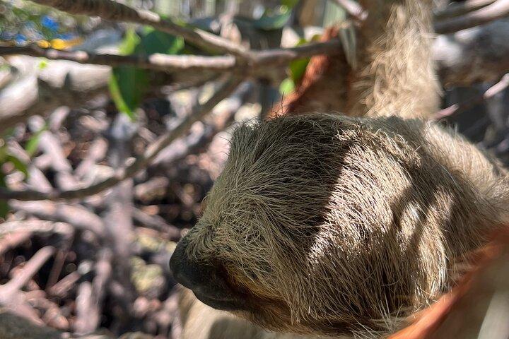 Sloth and Monkey Sanctuary Excursion in Roatan