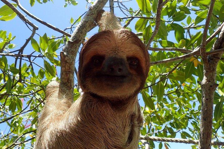 Sloth and Monkey Sanctuary Excursion in Roatan