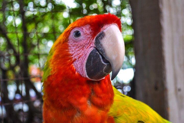 Sloth and Monkey Sanctuary Excursion in Roatan