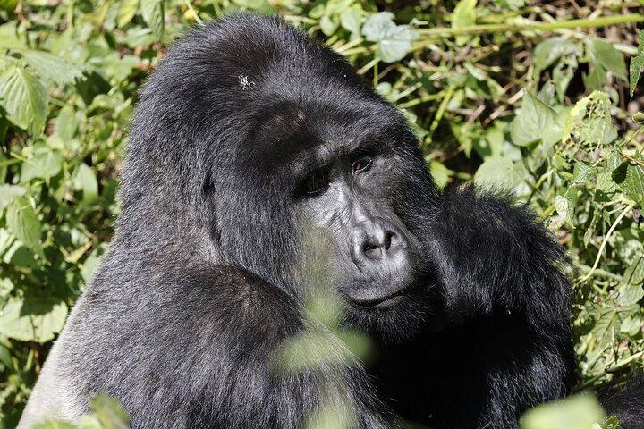 3 Day Uganda Gorilla Trekking and Batwa Pygmies Experience