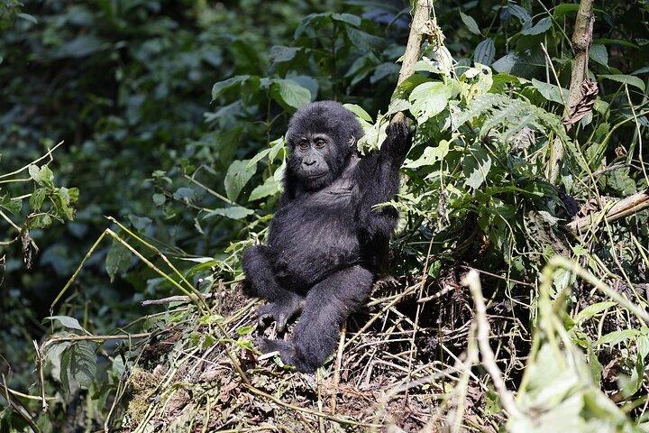 3 Day Uganda Gorilla Trekking and Batwa Pygmies Experience
