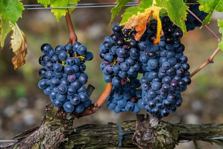 from Rome Montepulciano and Montalcino, the Wine Routes