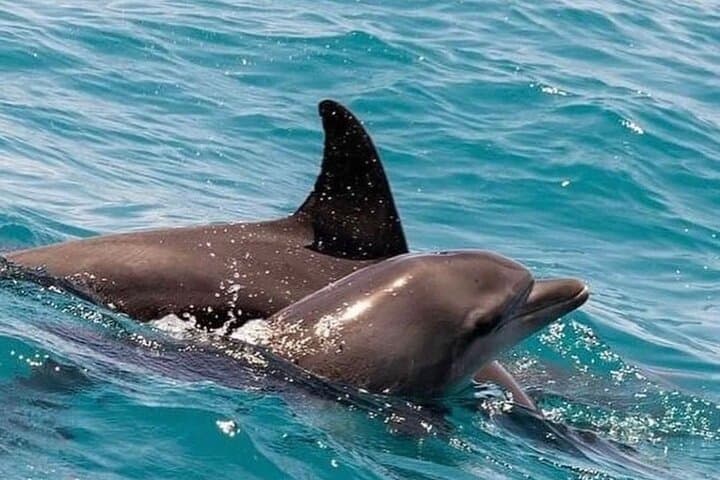 Dolphins Tour