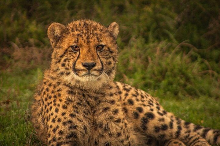 Free Roaming Cheetah Experience
