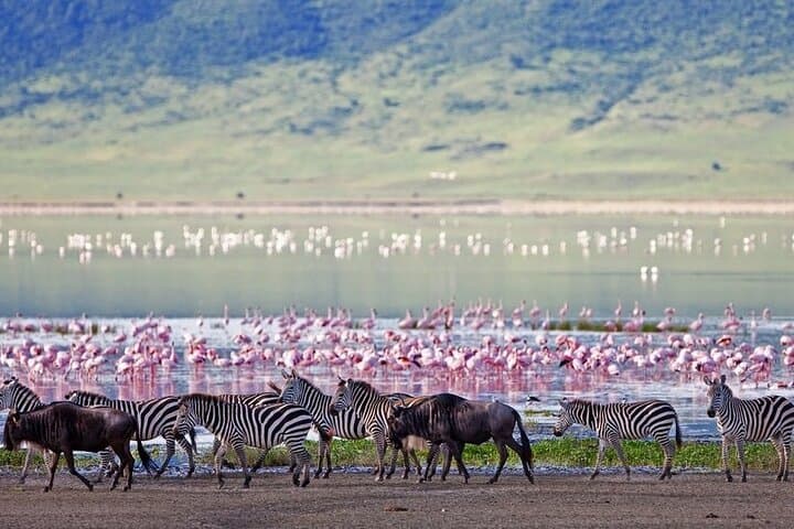 Lake Elementaita Guided Flamingoes Day Tour from Nairobi