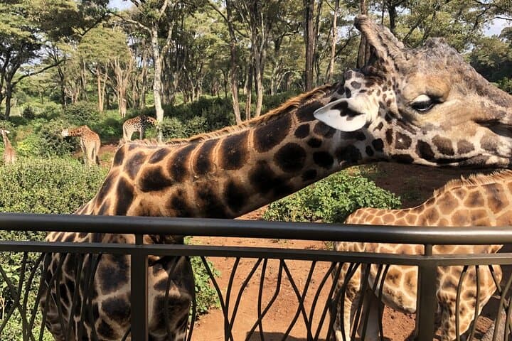 Half Day Excursion Tour in Nairobi