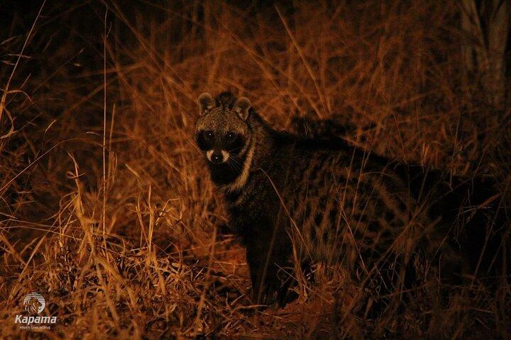 Night Safari Adventure with Bush Dinner