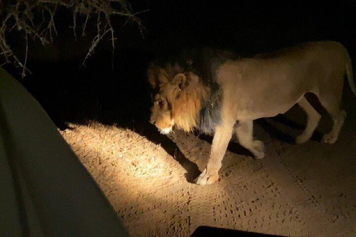 Night Safari Adventure with Bush Dinner