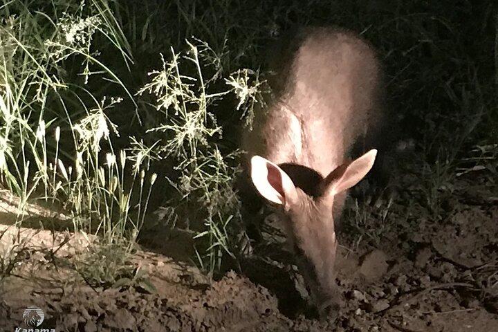 Night Safari Adventure with Bush Dinner