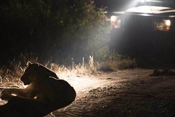 Night Safari Adventure with Bush Dinner