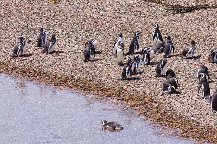 Walk with the Penguins- EARLY BOOKING -20% OFF Cruise Passengers