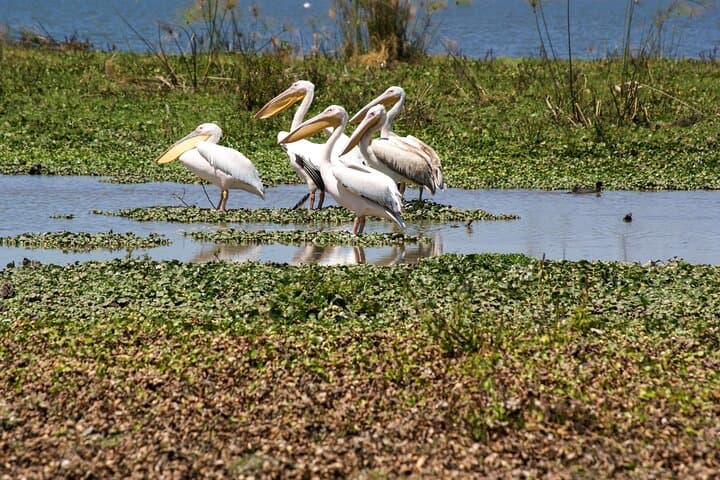 5 Days Amboseli Tour in Lake Naivasha and Masai Mara Safari