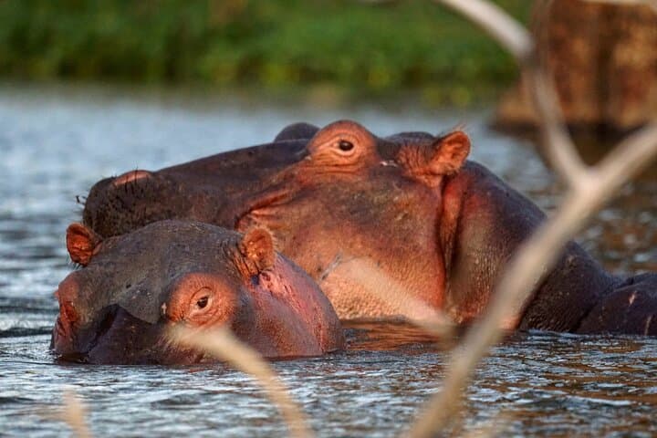 5 Days Amboseli Tour in Lake Naivasha and Masai Mara Safari