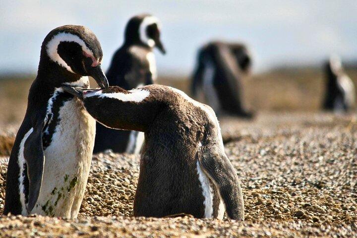 Walk with the Penguins- EARLY BOOKING -20% OFF Cruise Passengers