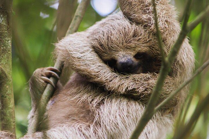 Coffee & Chocolate Tour+Sloths Park & Llanos de Cortez Waterfall