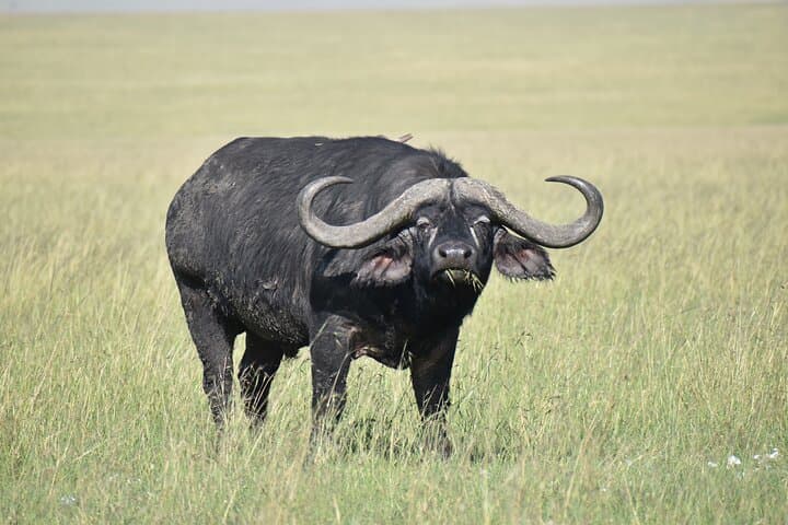 4 Days, 3 Nights Masai Mara National Reserve Safari on 4 x 4 Jeep