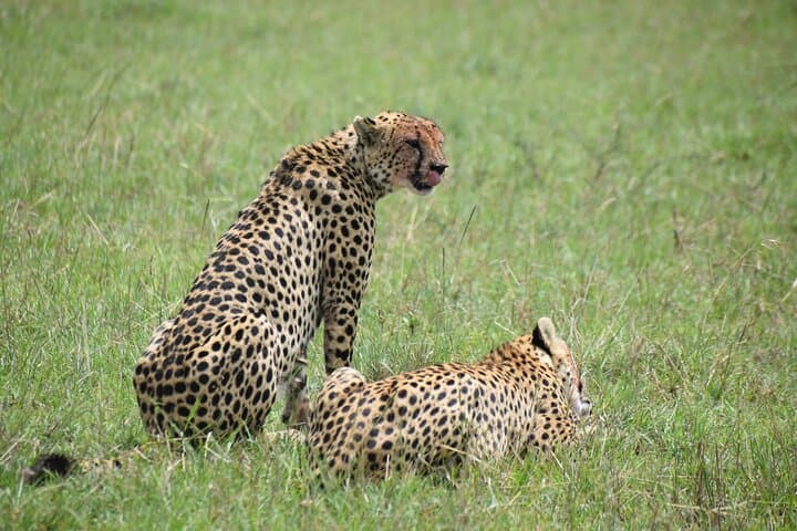 4 Days, 3 Nights Masai Mara National Reserve Safari on 4 x 4 Jeep