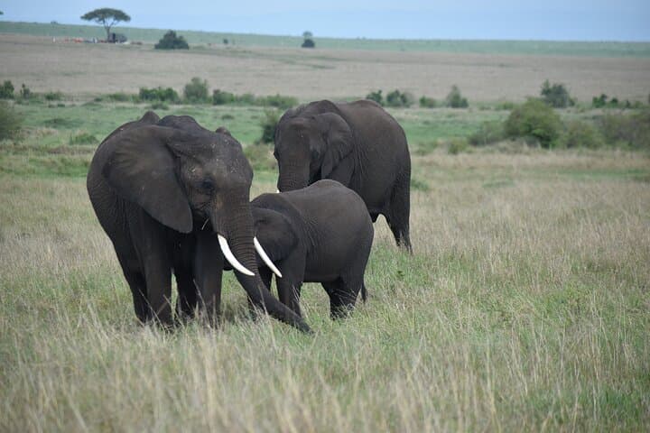 4 Days, 3 Nights Masai Mara National Reserve Safari on 4 x 4 Jeep