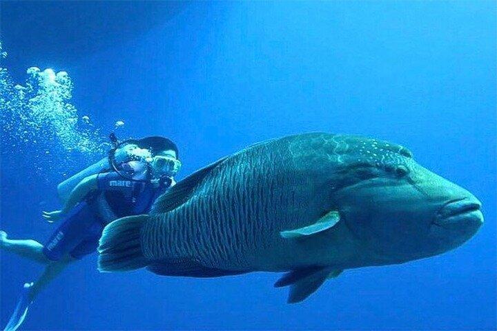 Cruise to White Island and Ras Mohamed - Sharm El Sheikh