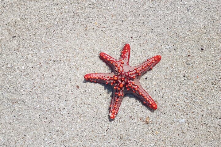 Full day Dolphin tour, Nungwi and Kendwa Beach Tour with Lunch