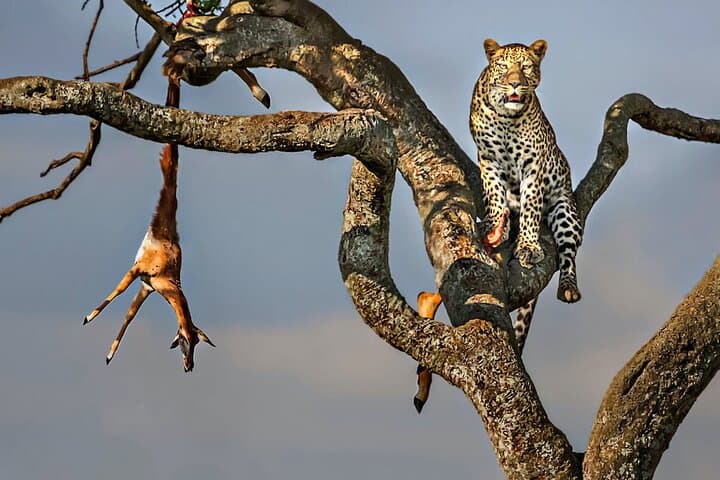 3 Days Masai Mara Gamedrive Camping Safari 4X4 Jeep