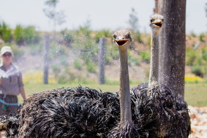 Featherdale Wildlife Park with Exclusive Private Transfers