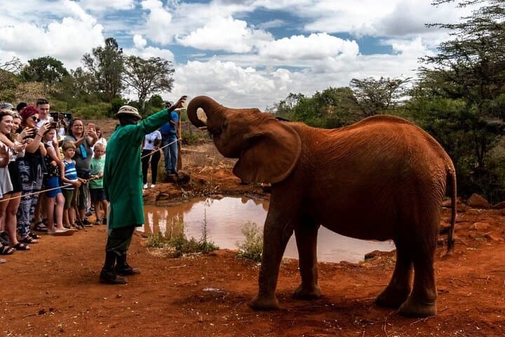 1 Day Tour Nairobi National Park, Elephant Center, Giraffe Ctr