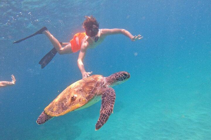 Private Snorkeling with turtles in Fujairah