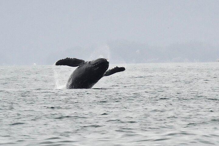 Sitka Premier Whale Watching and Wildlife Tour