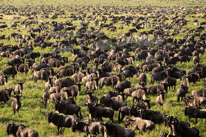 3 Day Tanzania Safari