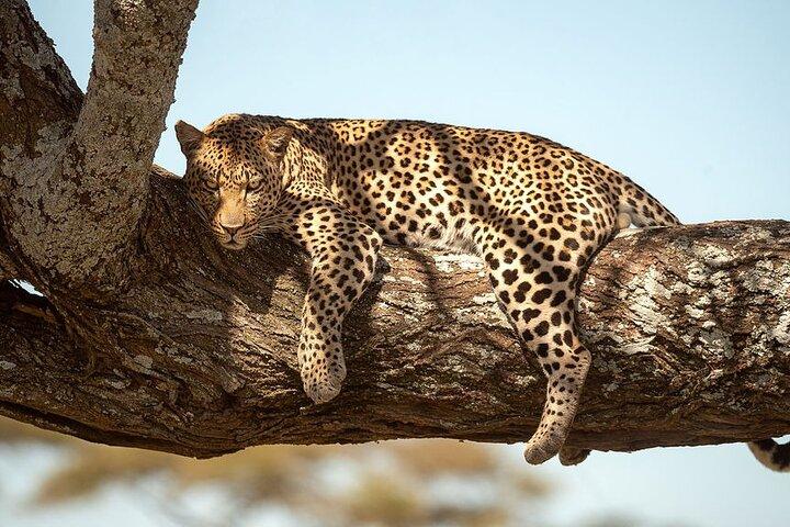 5 Days Best of Tanzania Luxury Safari Northern Circuit
