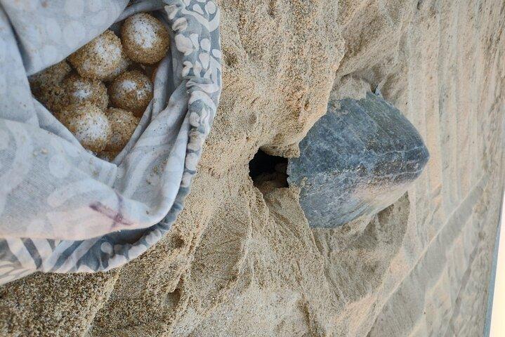 Turtle Night Patrol a Conservation Adventure in Los Cabos