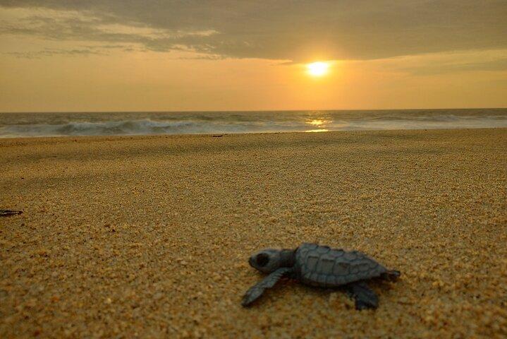 Turtle Night Patrol a Conservation Adventure in Los Cabos