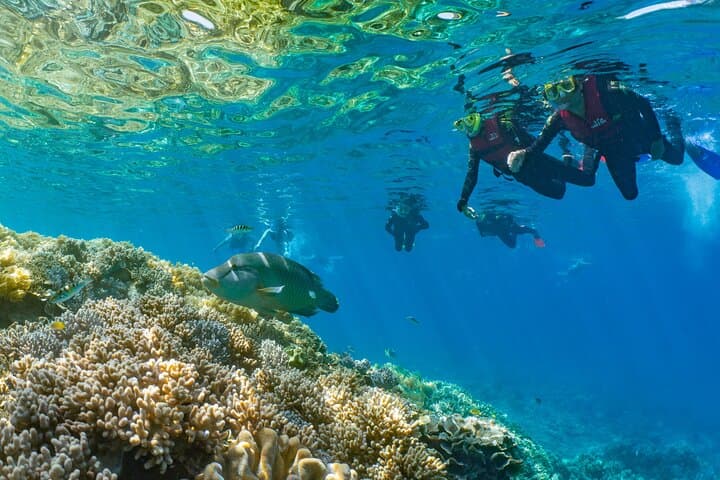 Full Day Tour to Sunlover Cruises Moore Reef and Fitzroy Island