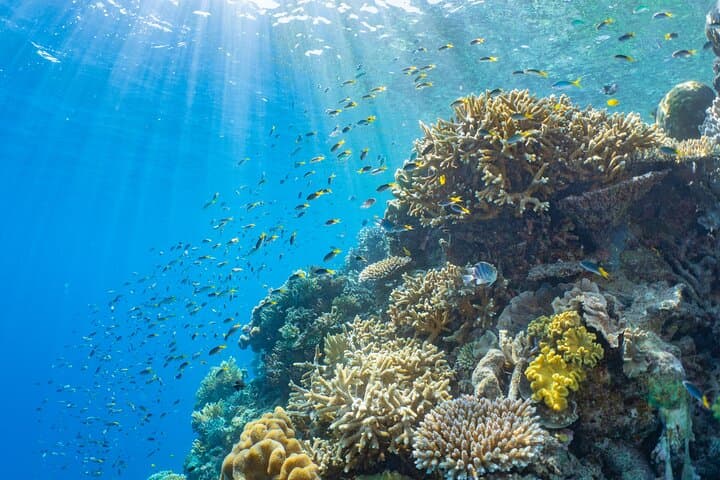 Full Day Tour to Sunlover Cruises Moore Reef and Fitzroy Island