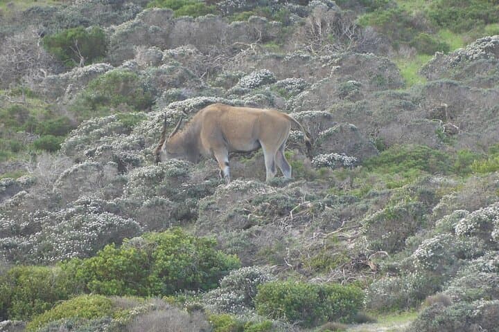 Cape of Good Hope and Penguins Full Day Tour from Cape Town
