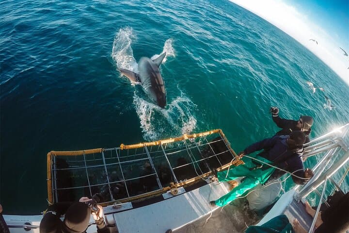 Shark Cage Diving with transport from Cape Town