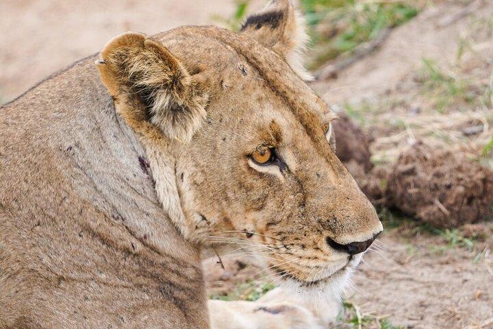 From Zanzibar: Mikumi Safari Day Trip with Flights and Meal