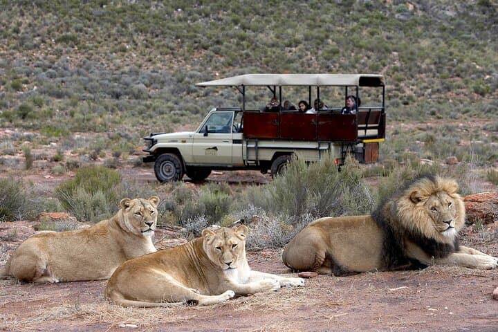 Ultimate Big Five Wildlife Safari & Wine Tasting