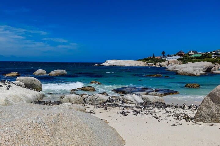 Table Mountain Boulder's Beach and Cape Point Tour