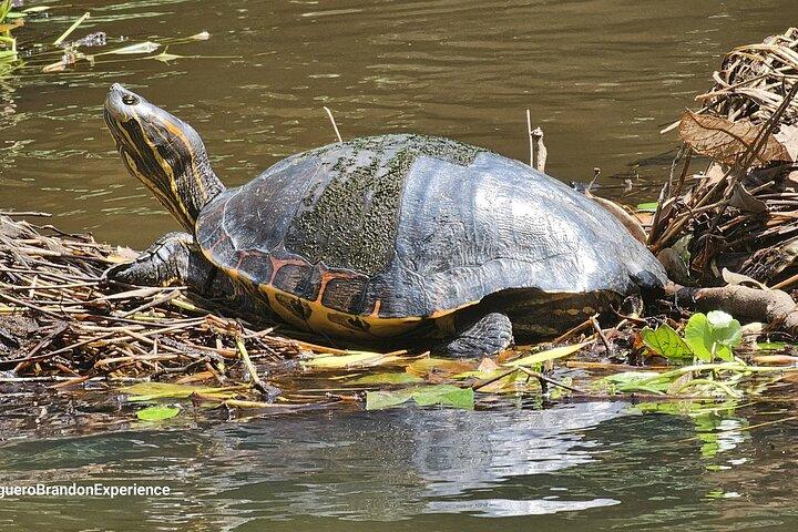 Canoe tour in Tortuguero National Park