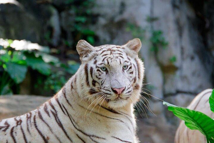 Guangzhou Chimelong Safari Park