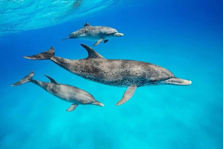 Full day Dolphin tour, Nungwi and Kendwa Beach Tour with Lunch