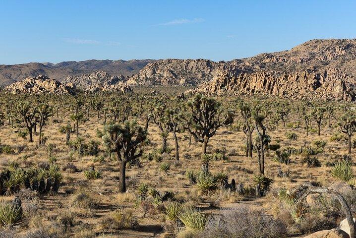 Private Joshua Tree NP Day tour from San Diego (10 hours)
