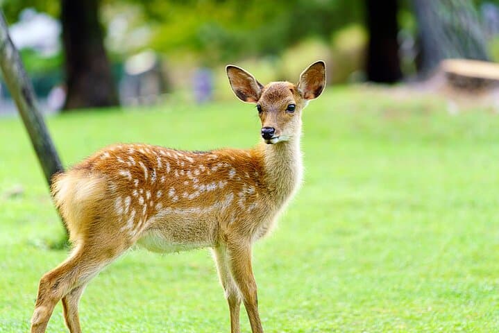 Nara Deer Park, Uji Matcha, & Hot Spring Full-Day Tour from Osaka