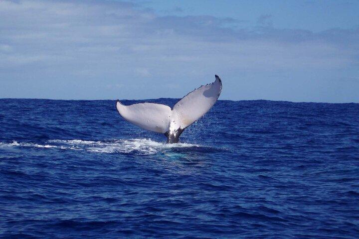 Whale watching in the calm of the peninsula with Tātahi tours