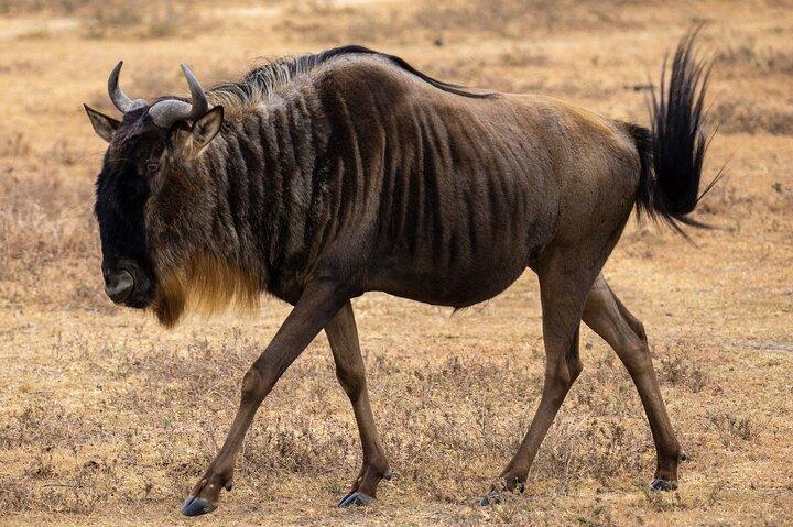 7 Days Honeymoon Luxury Safari to Four Season Lodge